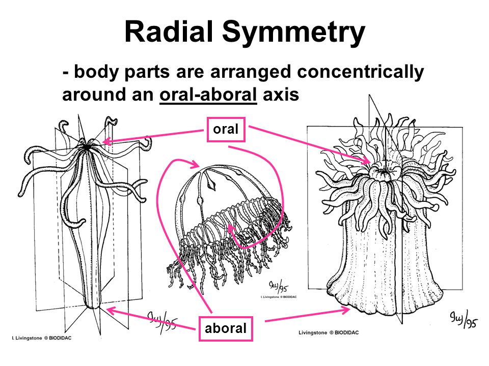 Radial Symmetry - body parts are arranged concentrically around an oral-aboral axis oral aboral