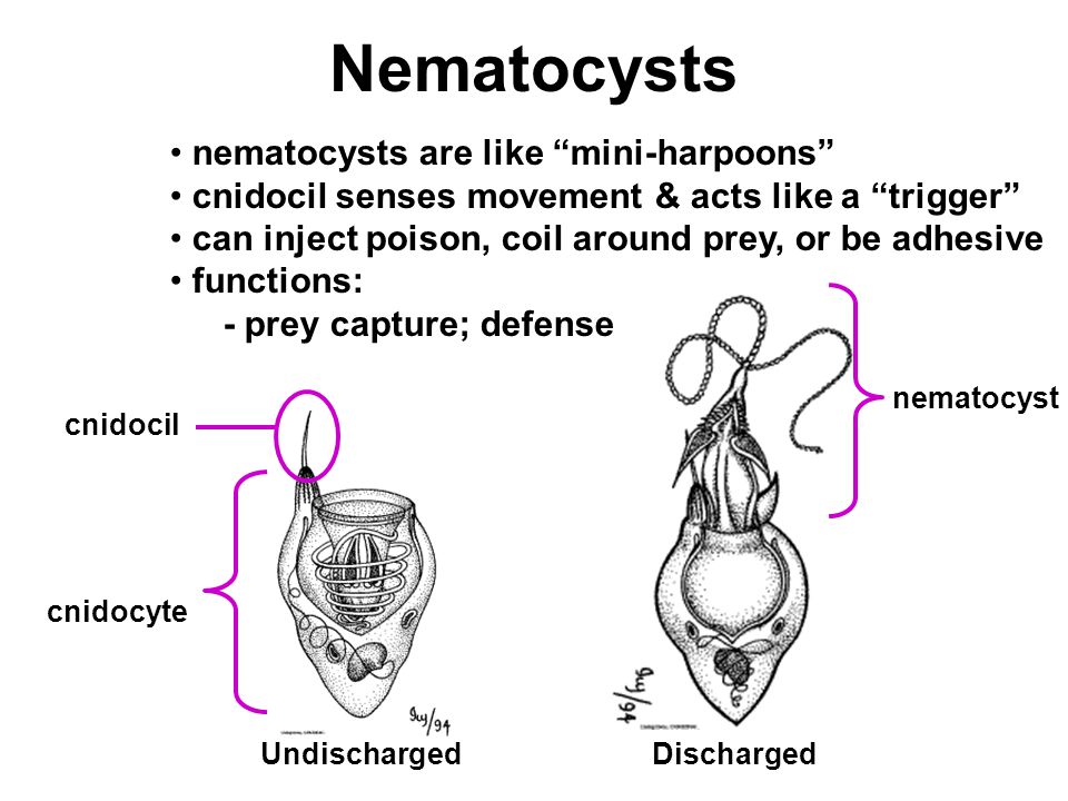 Nematocysts nematocysts are like mini-harpoons cnidocil senses movement & acts like a trigger can inject poison, coil around prey, or be adhesive functions: - prey capture; defense UndischargedDischarged cnidocil cnidocyte nematocyst