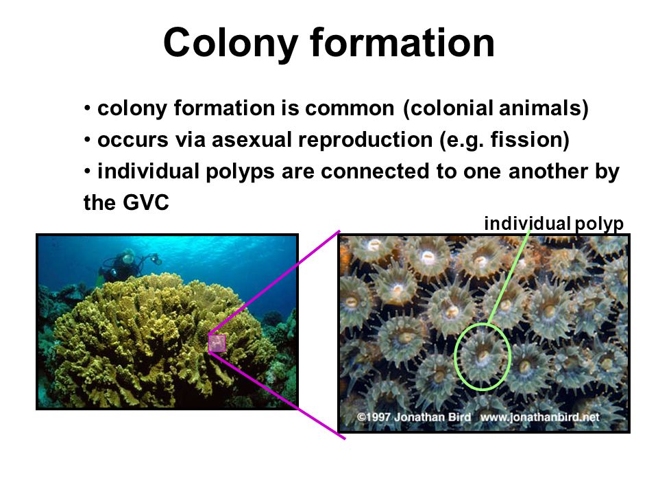 Colony formation colony formation is common (colonial animals) occurs via asexual reproduction (e.g.