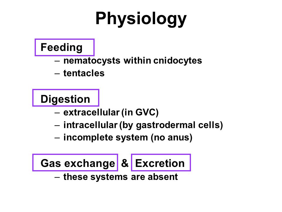 Physiology Feeding –nematocysts within cnidocytes –tentacles Digestion –extracellular (in GVC) –intracellular (by gastrodermal cells) –incomplete system (no anus) Gas exchange & Excretion –these systems are absent