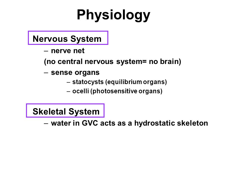 Physiology Nervous System –nerve net (no central nervous system= no brain) –sense organs –statocysts (equilibrium organs) –ocelli (photosensitive organs) Skeletal System –water in GVC acts as a hydrostatic skeleton
