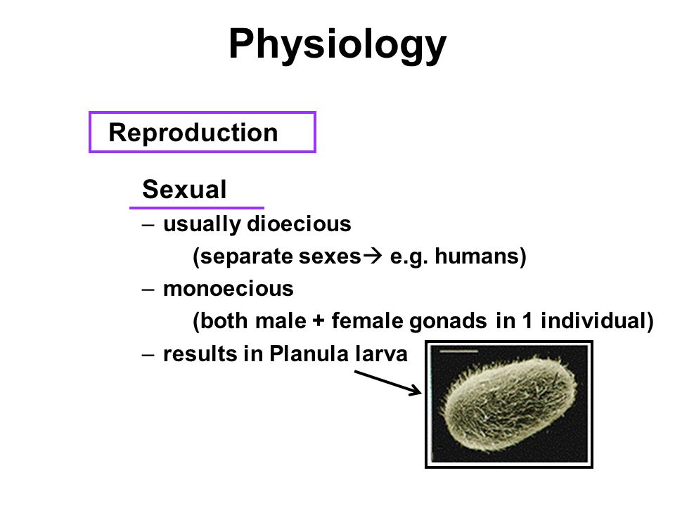 Physiology Reproduction Sexual –usually dioecious (separate sexes  e.g.