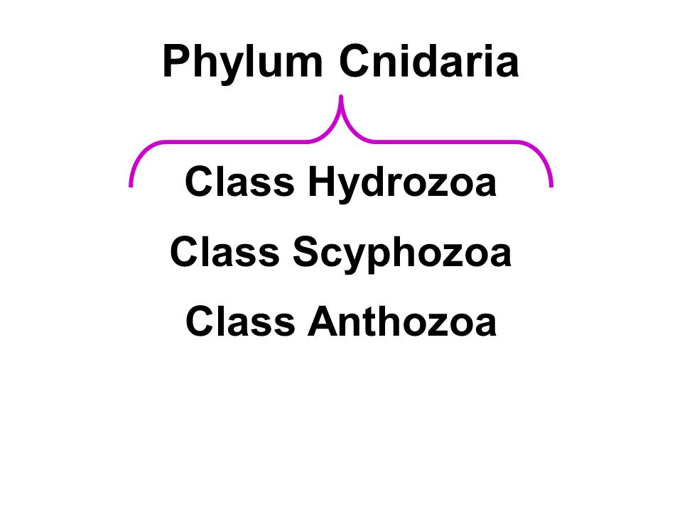 Phylum Cnidaria Class Hydrozoa Class Scyphozoa Class Anthozoa