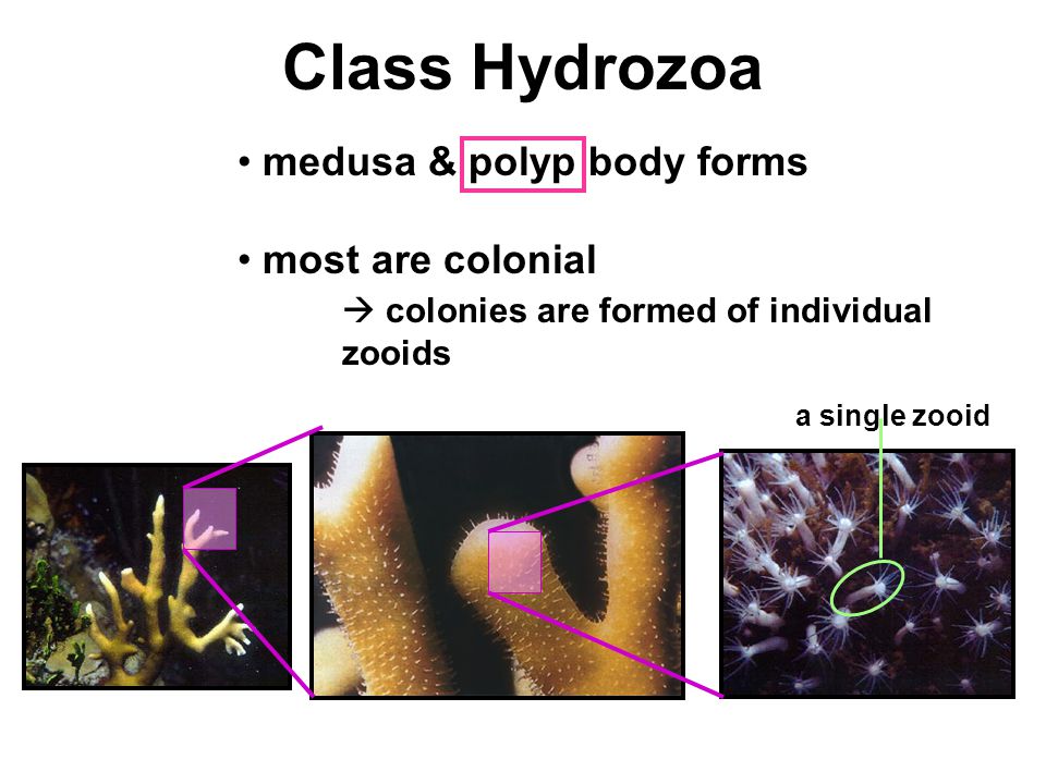 Class Hydrozoa medusa & polyp body forms most are colonial  colonies are formed of individual zooids a single zooid