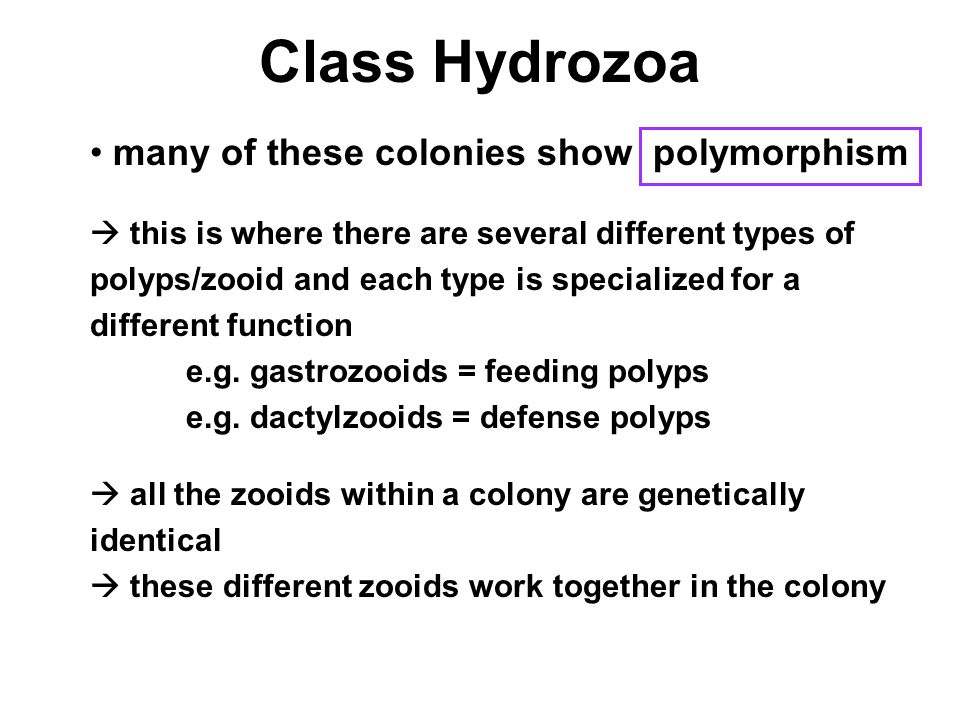 Class Hydrozoa many of these colonies show polymorphism  this is where there are several different types of polyps/zooid and each type is specialized for a different function e.g.