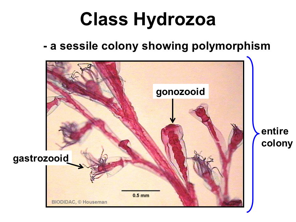 Class Hydrozoa gastrozooid gonozooid - a sessile colony showing polymorphism entire colony
