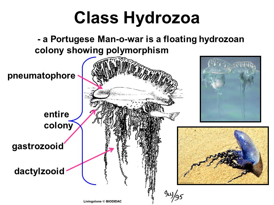 Class Hydrozoa gastrozooid dactylzooid - a Portugese Man-o-war is a floating hydrozoan colony showing polymorphism entire colony pneumatophore