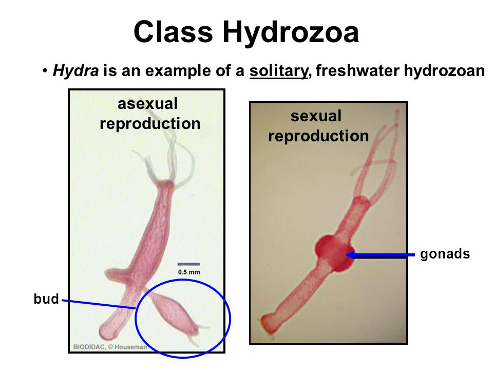 Class Hydrozoa asexual reproduction Hydra is an example of a solitary, freshwater hydrozoan sexual reproduction gonads bud