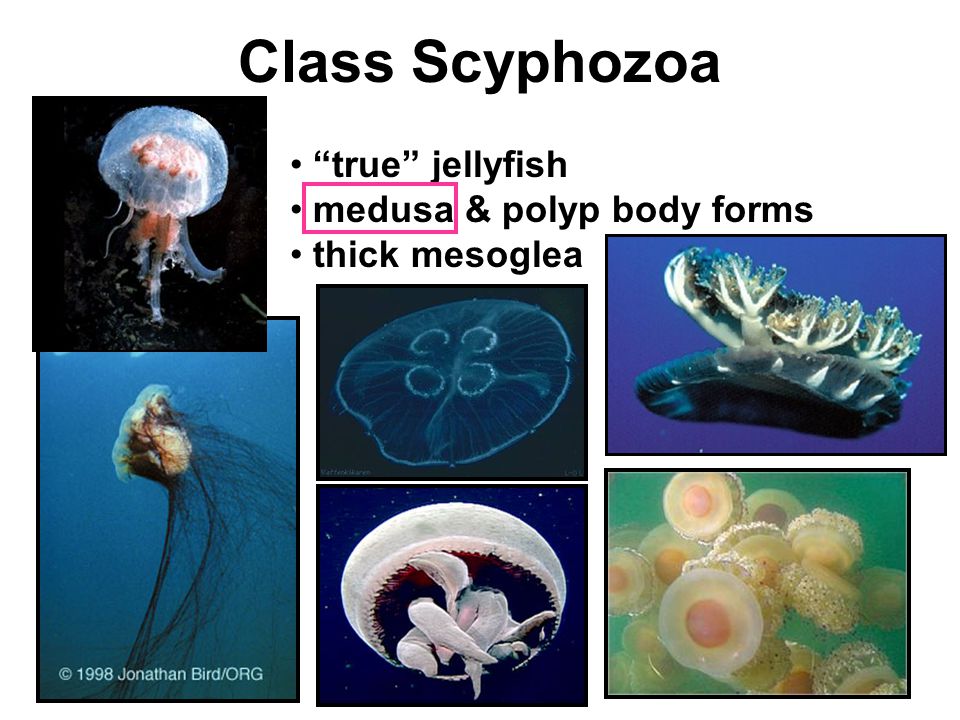 Class Scyphozoa true jellyfish medusa & polyp body forms thick mesoglea
