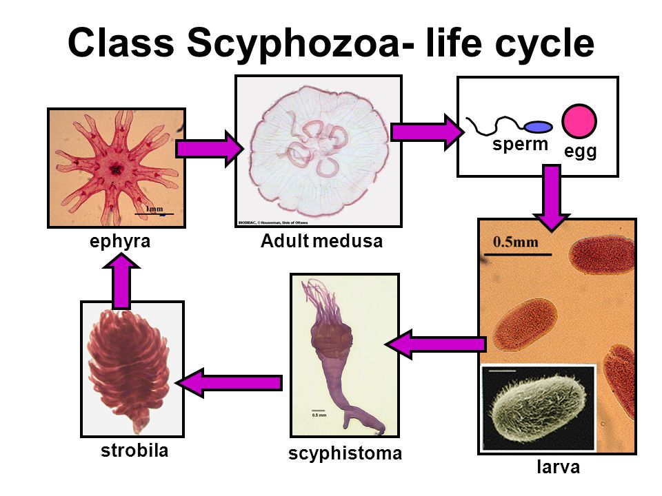 Class Scyphozoa- life cycle egg sperm larva scyphistoma strobila ephyraAdult medusa