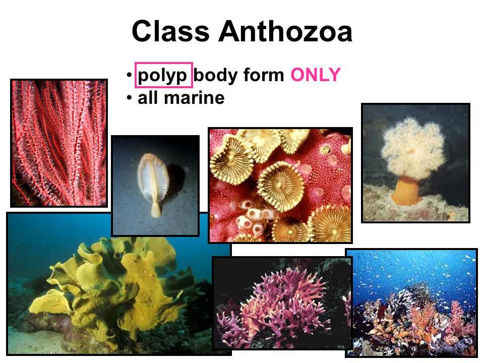 Class Anthozoa polyp body form ONLY all marine