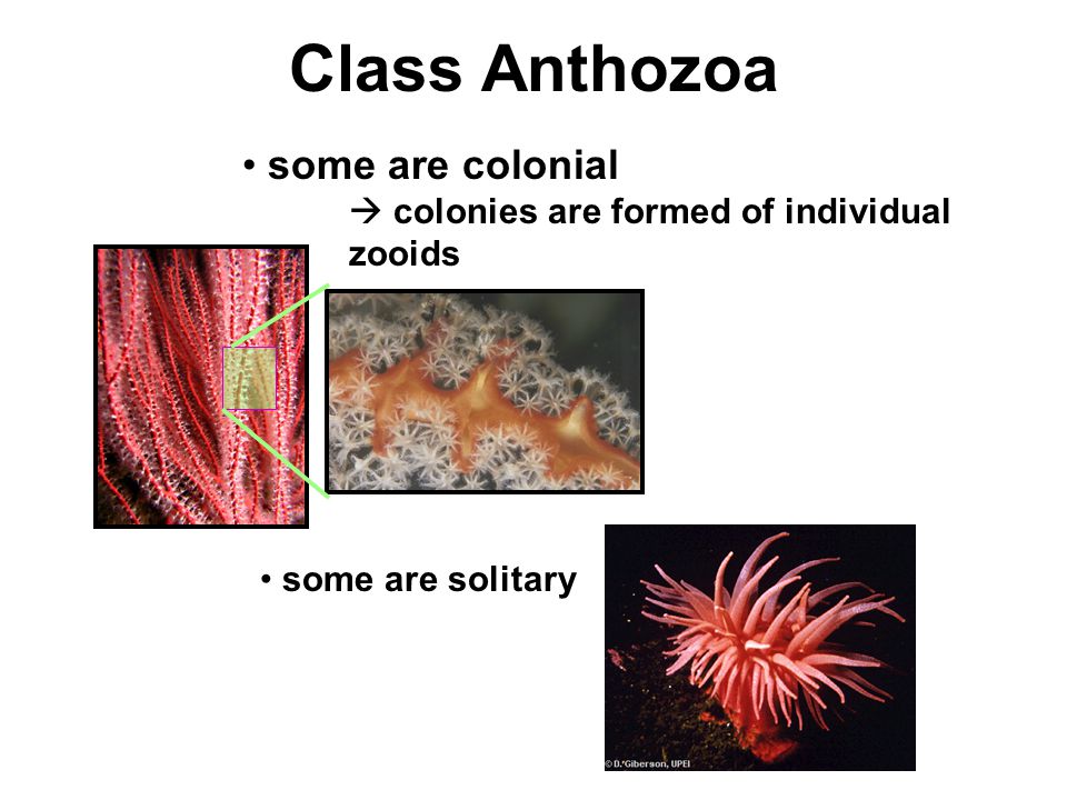 Class Anthozoa some are colonial  colonies are formed of individual zooids some are solitary