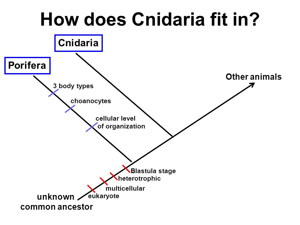How does Cnidaria fit in.
