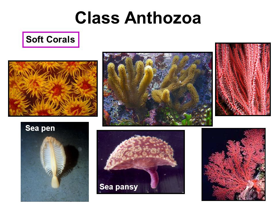 Class Anthozoa Soft Corals Sea pen Sea pansy