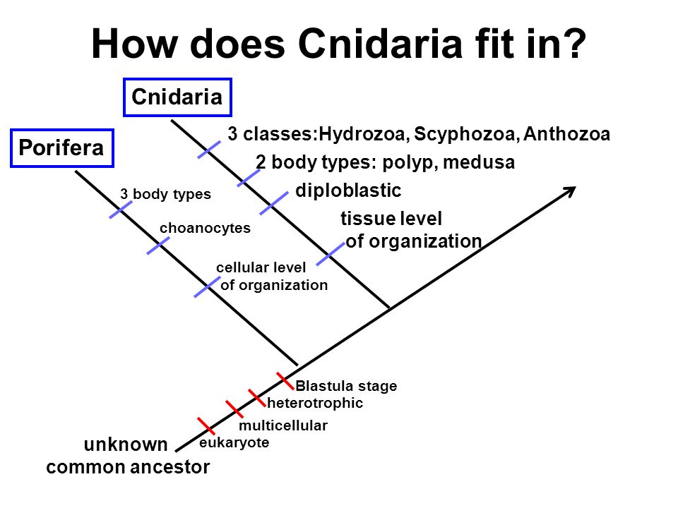 How does Cnidaria fit in.