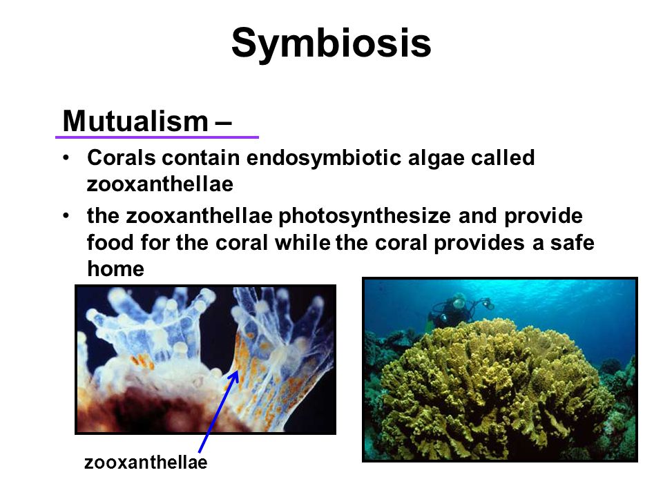 Symbiosis Mutualism – Corals contain endosymbiotic algae called zooxanthellae the zooxanthellae photosynthesize and provide food for the coral while the coral provides a safe home zooxanthellae