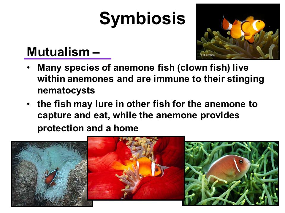 Symbiosis Mutualism – Many species of anemone fish (clown fish) live within anemones and are immune to their stinging nematocysts the fish may lure in other fish for the anemone to capture and eat, while the anemone provides protection and a home