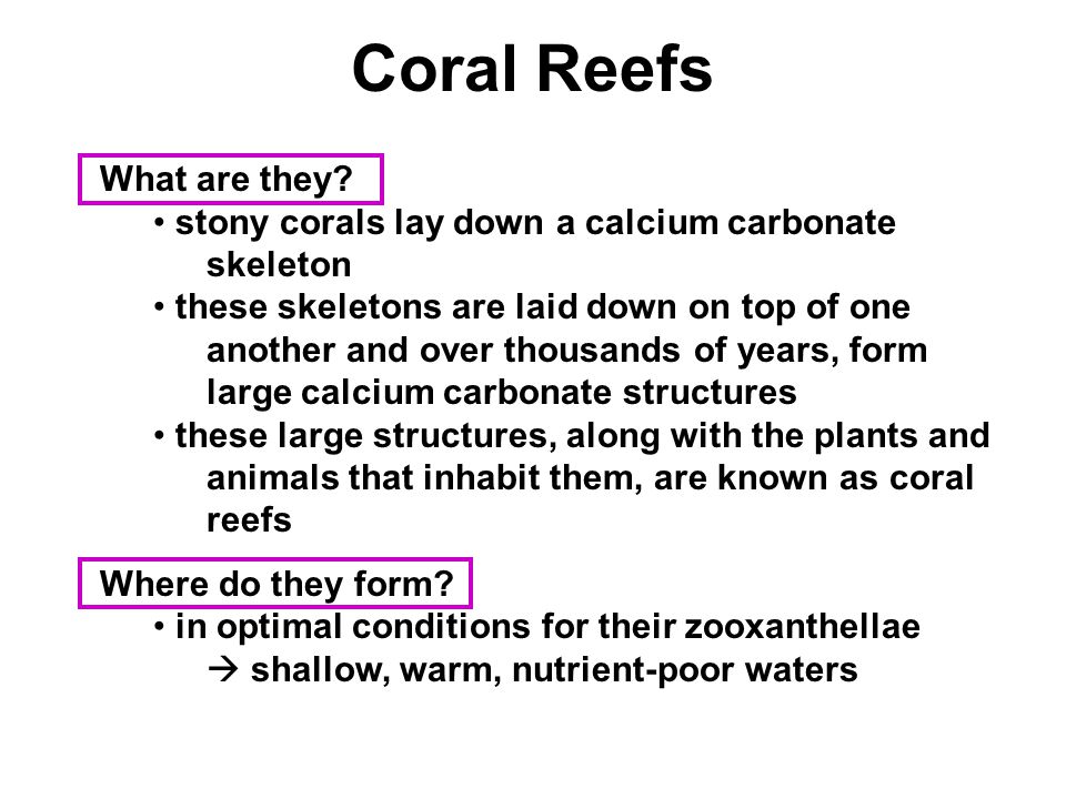 Coral Reefs What are they.