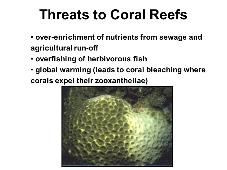 Threats to Coral Reefs over-enrichment of nutrients from sewage and agricultural run-off overfishing of herbivorous fish global warming (leads to coral bleaching where corals expel their zooxanthellae)