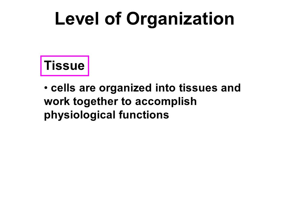 Level of Organization Tissue cells are organized into tissues and work together to accomplish physiological functions