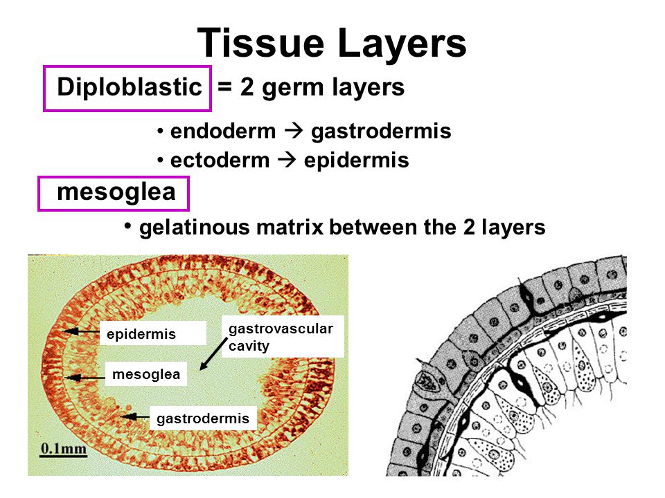 Tissue Layers Diploblastic = 2 germ layers endoderm  gastrodermis ectoderm  epidermis mesoglea gelatinous matrix between the 2 layers epidermis mesoglea gastrodermis gastrovascular cavity