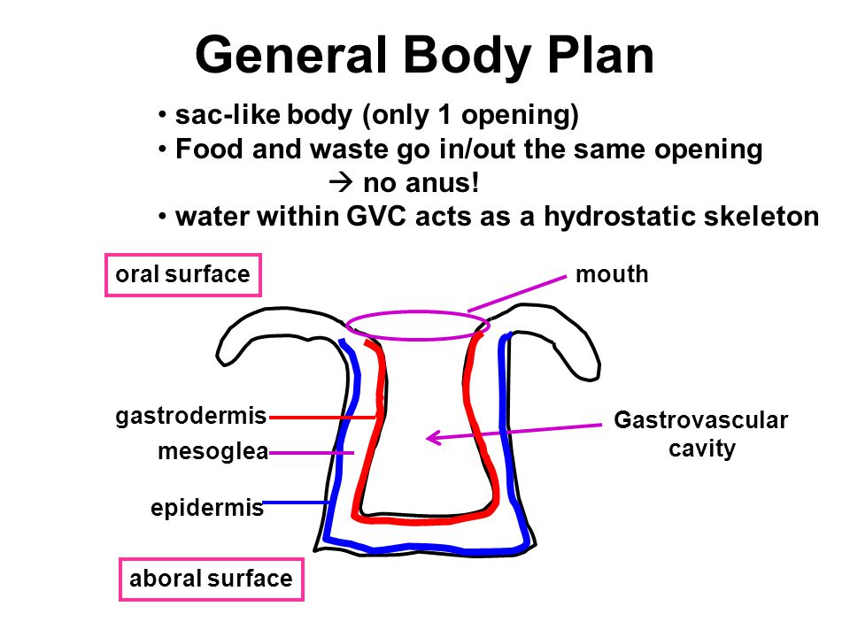 General Body Plan sac-like body (only 1 opening) Food and waste go in/out the same opening  no anus.