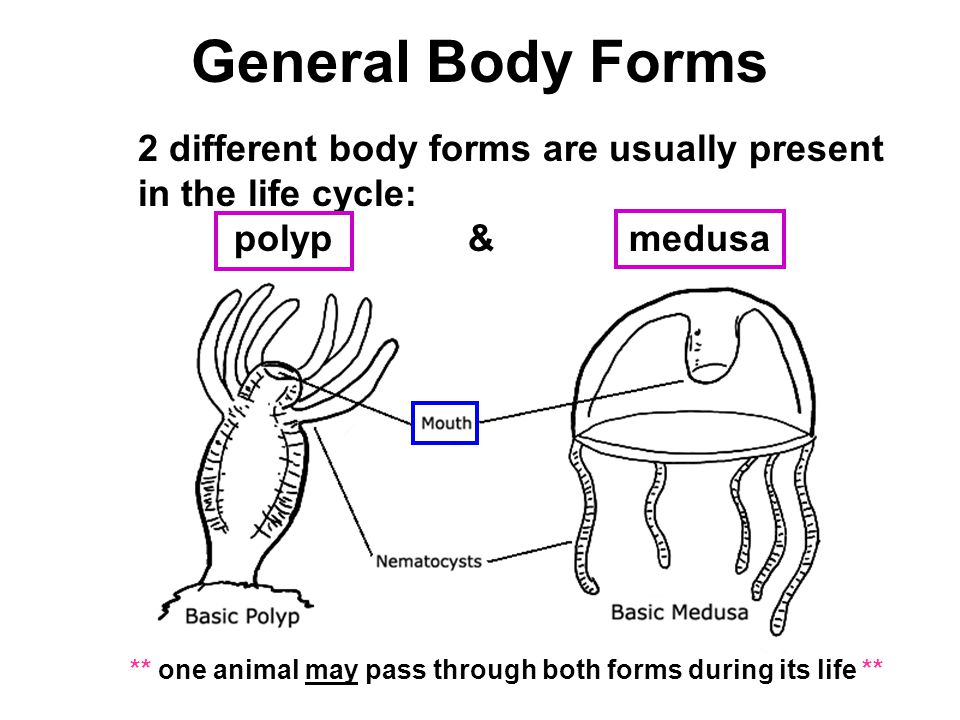 General Body Forms 2 different body forms are usually present in the life cycle: polyp & medusa ** one animal may pass through both forms during its life **
