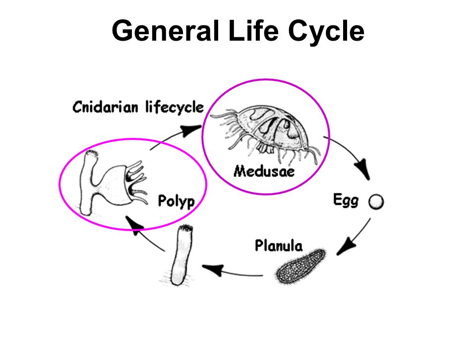 General Life Cycle