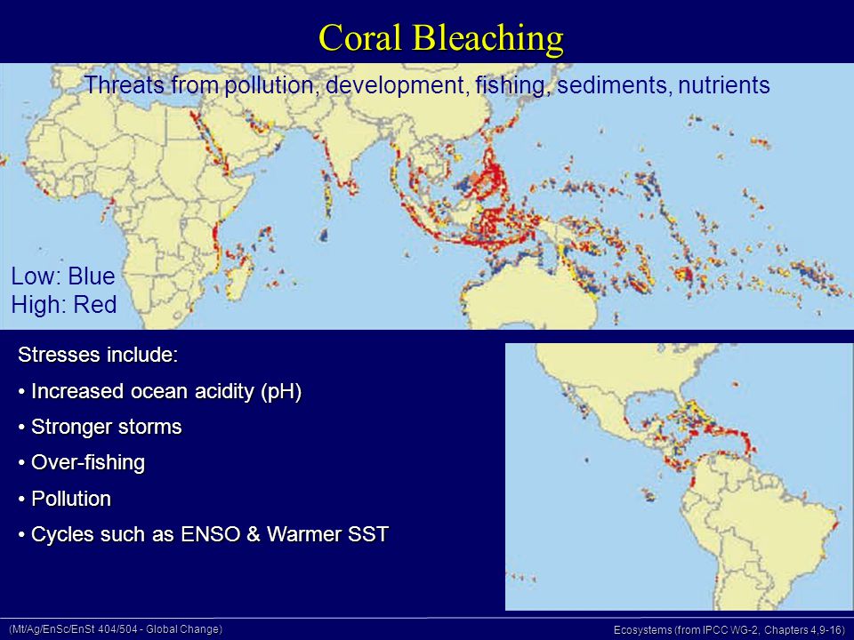 (Mt/Ag/EnSc/EnSt 404/504 - Global Change) Ecosystems (from IPCC WG-2, Chapters 4,9-16) Coral Bleaching Stresses include: Increased ocean acidity (pH) Increased ocean acidity (pH) Stronger storms Stronger storms Over-fishing Over-fishing Pollution Pollution Cycles such as ENSO & Warmer SST Cycles such as ENSO & Warmer SST Threats from pollution, development, fishing, sediments, nutrients Low: Blue High: Red