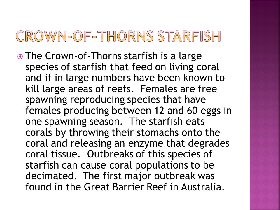  The Crown-of-Thorns starfish is a large species of starfish that feed on living coral and if in large numbers have been known to kill large areas of reefs.