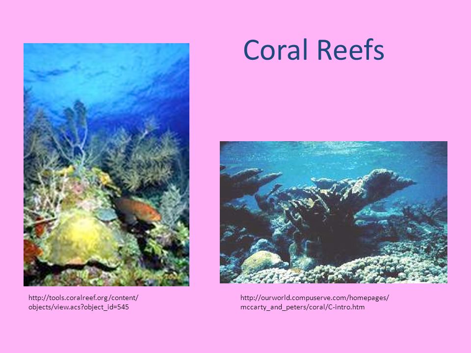 Hw Complete Coral Reef Essay Prompt Due Friday Chapter Coral Reefs Facts Article Discussion How To Write A Synthesis Essay also Buy Essay Papers Online Buy Phd Degree