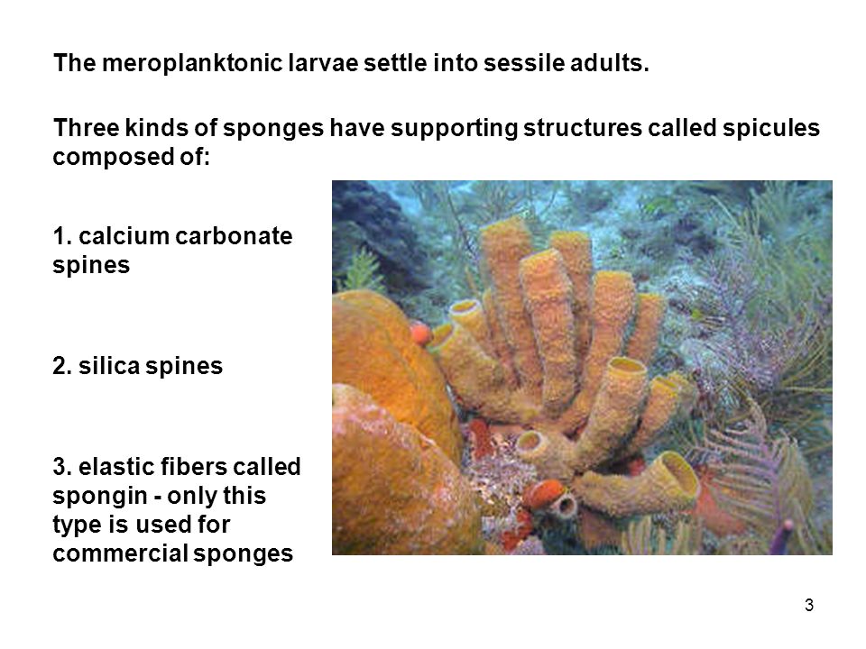 3 Three kinds of sponges have supporting structures called spicules composed of: 1.