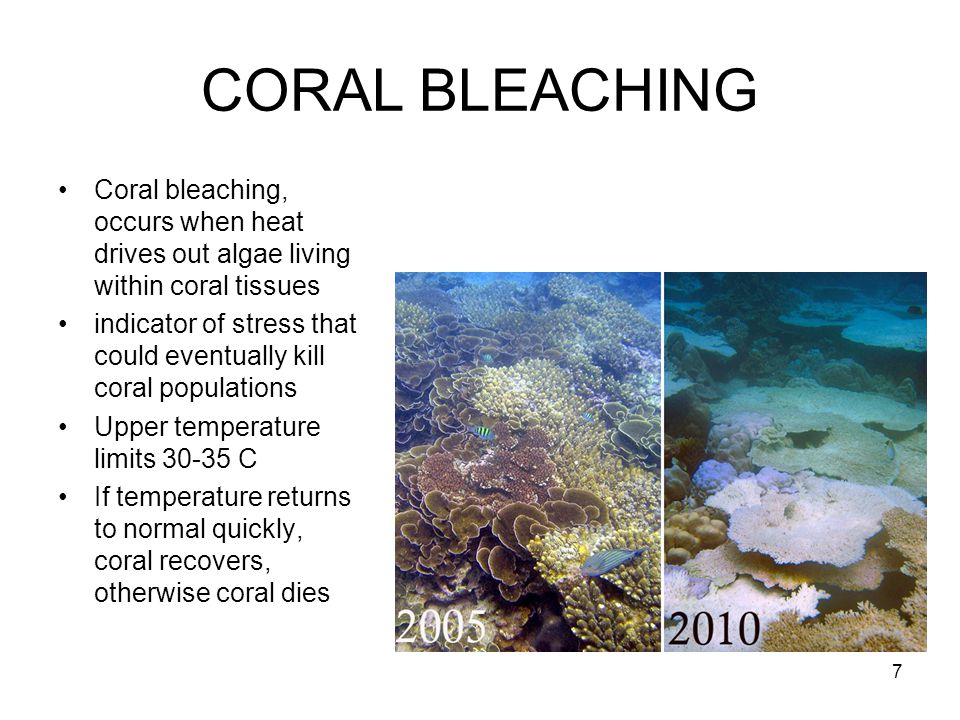 CORAL BLEACHING Coral bleaching, occurs when heat drives out algae living within coral tissues indicator of stress that could eventually kill coral populations Upper temperature limits C If temperature returns to normal quickly, coral recovers, otherwise coral dies 7