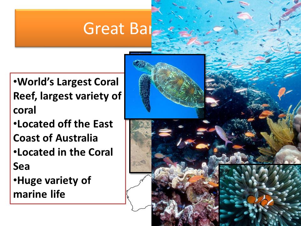 World’s Largest Coral Reef, largest variety of coral Located off the East Coast of Australia Located in the Coral Sea Huge variety of marine life