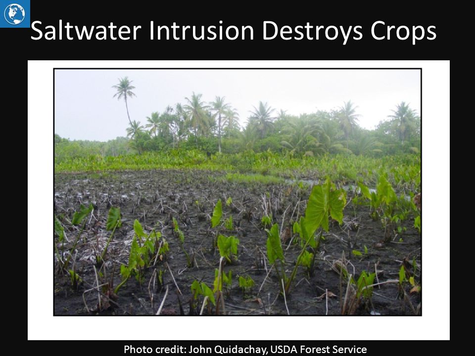 Saltwater Intrusion Destroys Crops Photo credit: John Quidachay, USDA Forest Service