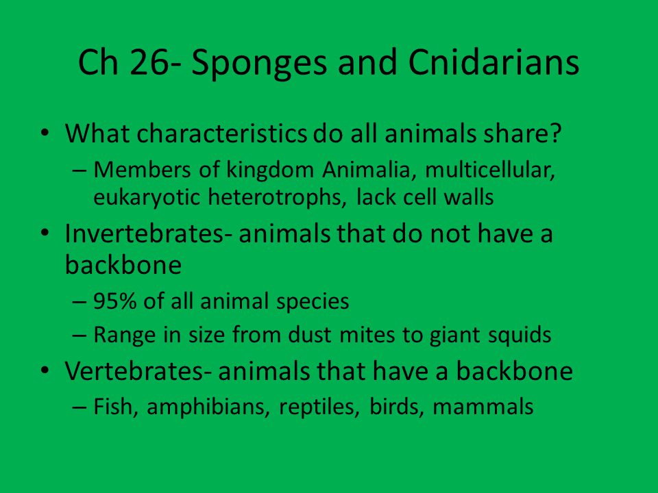 Ch 26- Sponges and Cnidarians What characteristics do all animals share.