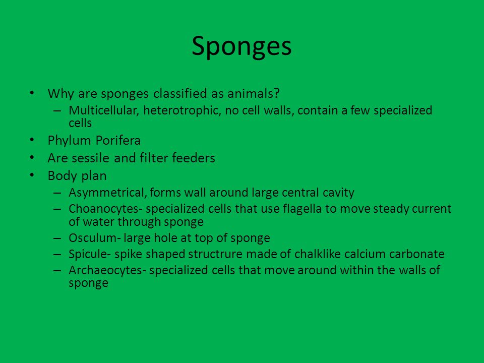 Sponges Why are sponges classified as animals.