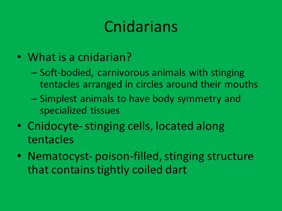 Cnidarians What is a cnidarian.