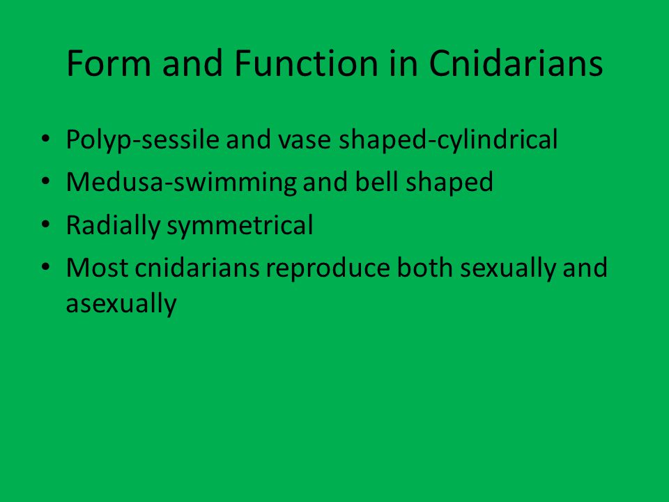 Form and Function in Cnidarians Polyp-sessile and vase shaped-cylindrical Medusa-swimming and bell shaped Radially symmetrical Most cnidarians reproduce both sexually and asexually