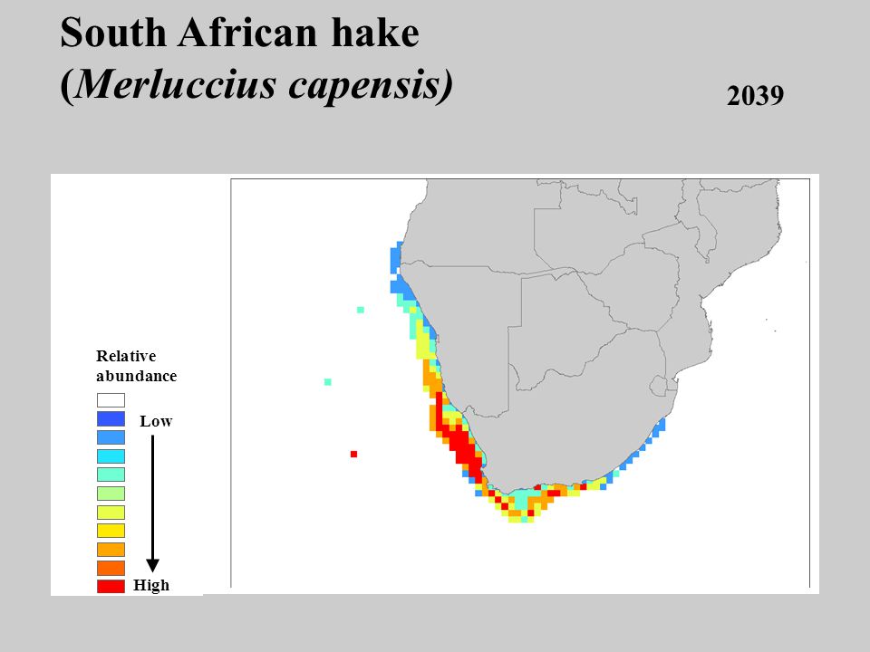 2039 Low High Relative abundance South African hake (Merluccius capensis)