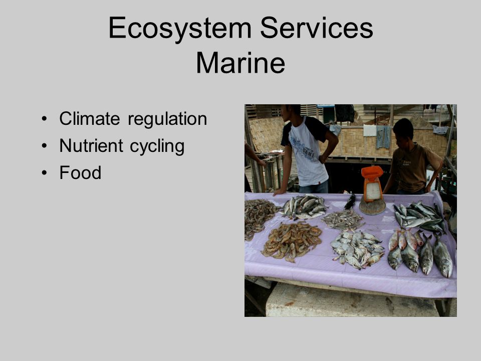 Ecosystem Services Marine Climate regulation Nutrient cycling Food