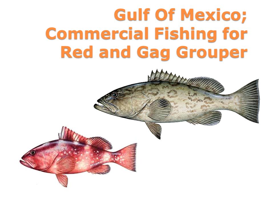 Gulf Of Mexico; Commercial Fishing for Red and Gag Grouper. ppt download