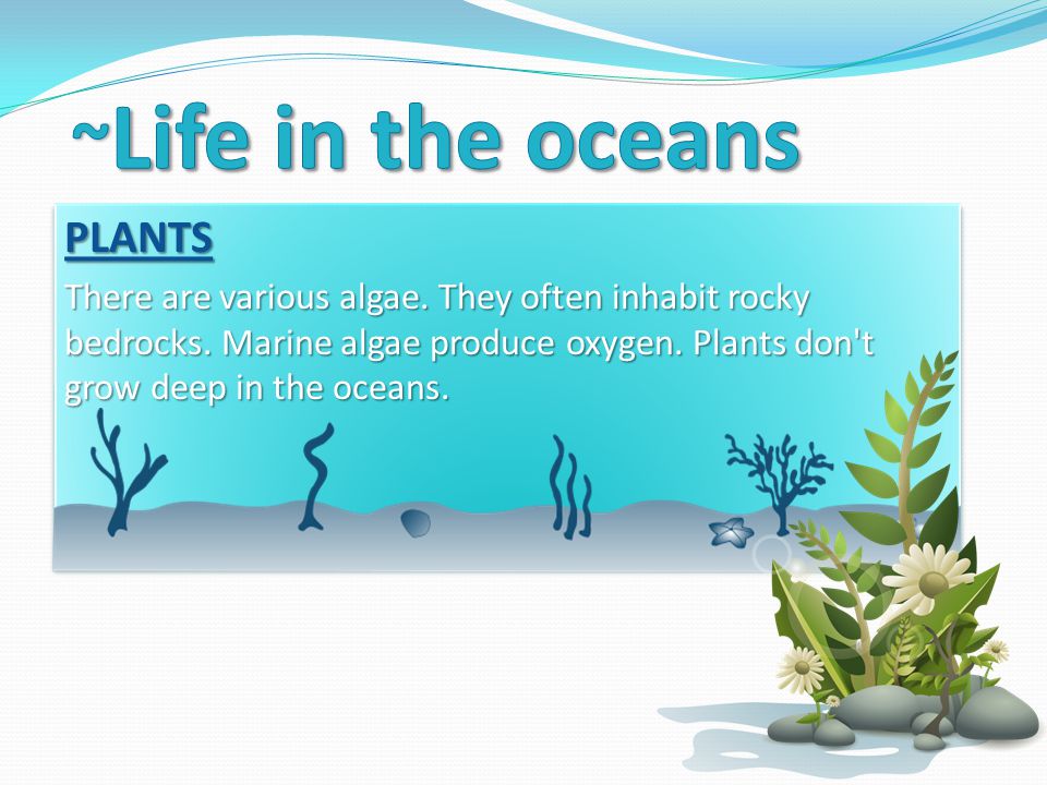 PLANTS There are various algae. They often inhabit rocky bedrocks.