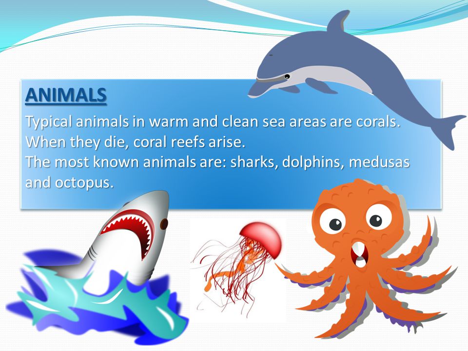 ANIMALS Typical animals in warm and clean sea areas are corals.