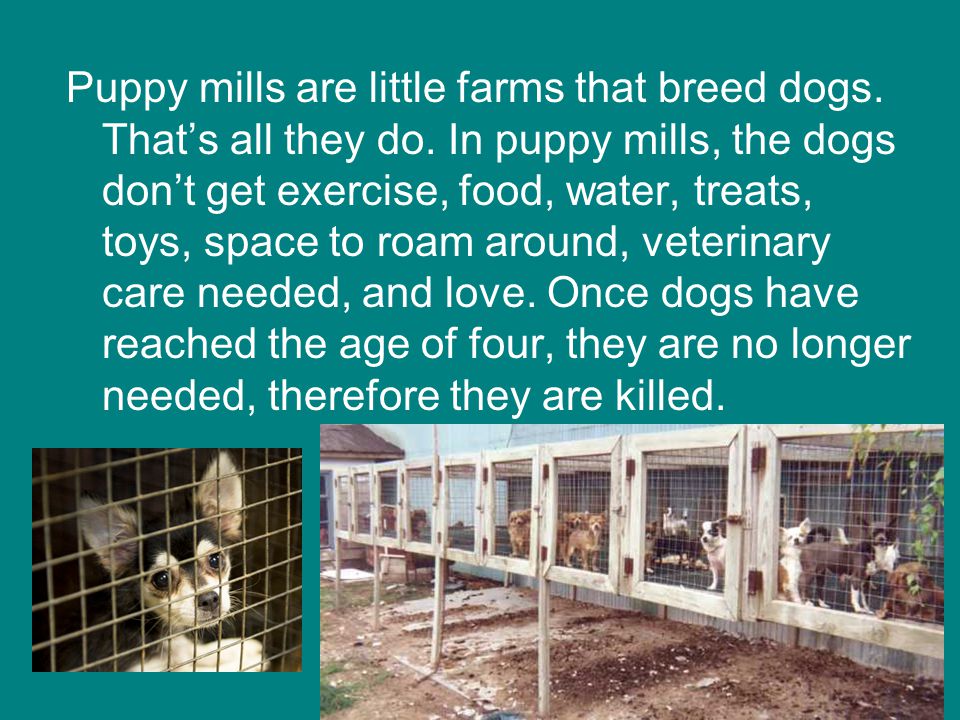 Puppy mills are little farms that breed dogs. That’s all they do.