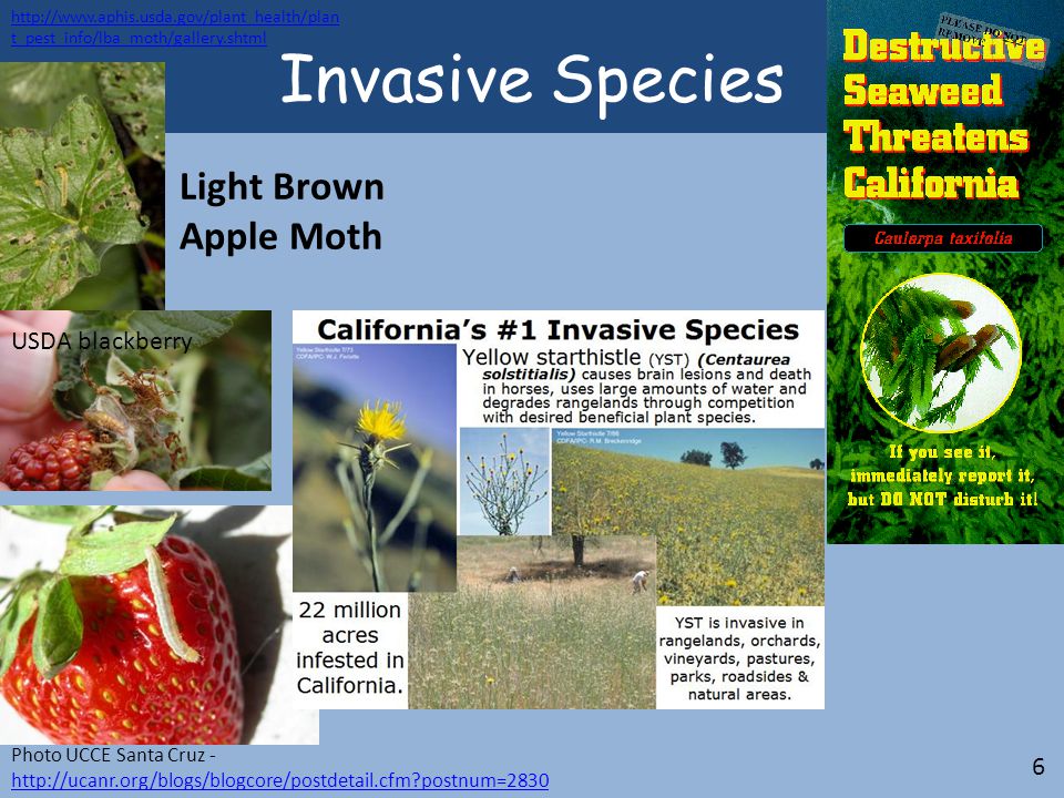 t_pest_info/lba_moth/gallery.shtml Photo UCCE Santa Cruz -   postnum= postnum=2830 USDA blackberry Invasive Species Light Brown Apple Moth 6