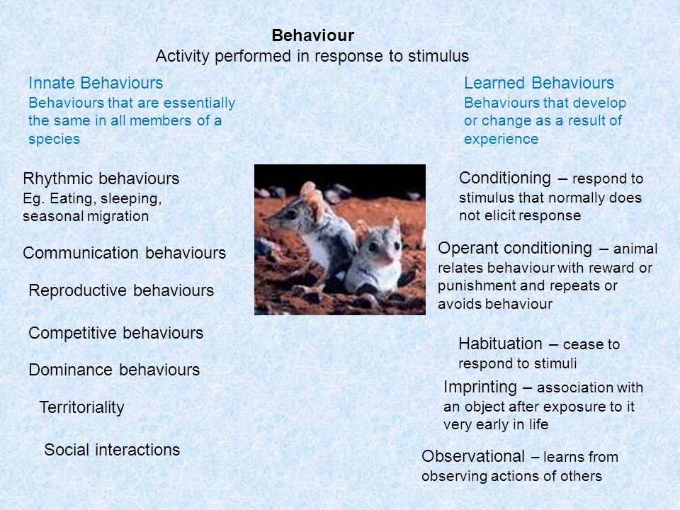 Animal Behaviour  Behaviour refers to the activities carried out by animals  in response to both internal and external stimuli.  When a behaviour is  essentially. - ppt download