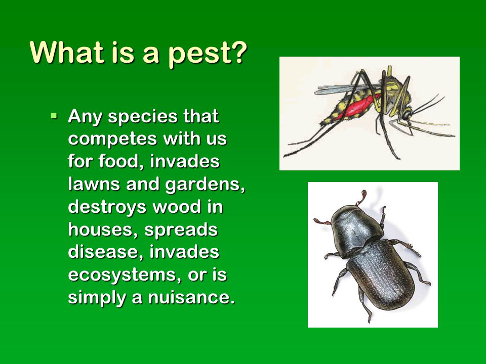 What is a pest.