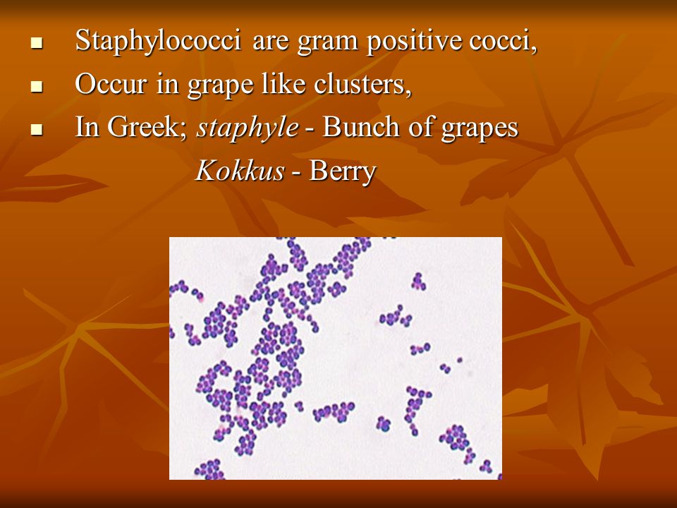 Staphylococci Are Gram Positive Cocci Staphylococci Are Gram Positive Cocci Occur In Grape Like Clusters Occur In Grape Like Clusters In Greek Ppt Download