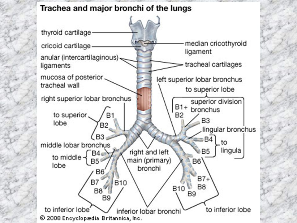 Бронхи на латыни. Бронхоскопия анатомия бронхиального дерева. Эндоскопическая анатомия бронхов.